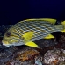 sweetlips_ribbon_lw_tam_h_0133_bal3728.jpg